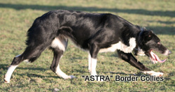 Astra Jigsaw, Red merle smooth medium coated border collie
